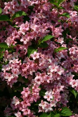 Weigela Florida