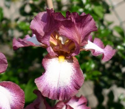 Burgundy & White Iris