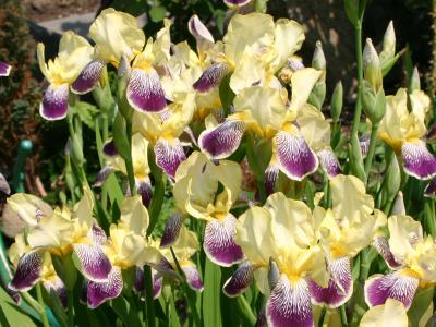 Yellow & Violet Irises