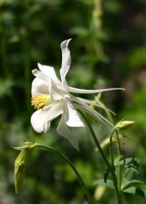 White Columbine