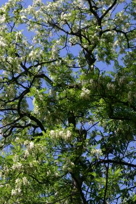 Black Locust Tree Blossoms WSP