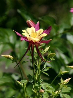 Yellow & Claret Columbine