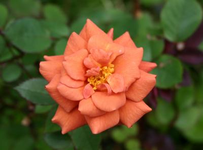 Orange Tea Rose