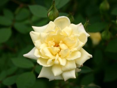 Yellow Tea Rose