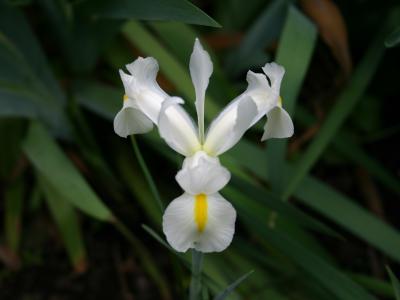 Miniature White Iris