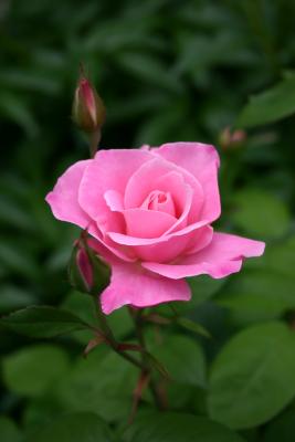 Tiffany Pink Rose