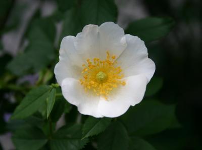 Mock Orange WSVG