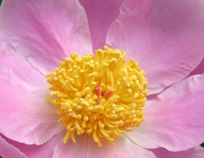 PInk Peony Closeup LPCG