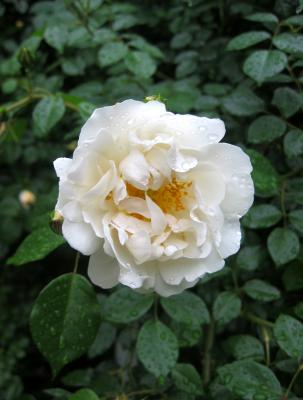 White Rose WSVG