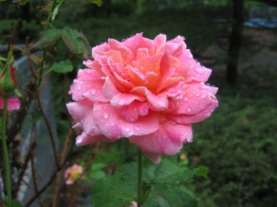 Peach Pink Rose