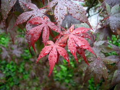 Red Maple Leaves in the Rain WSVG