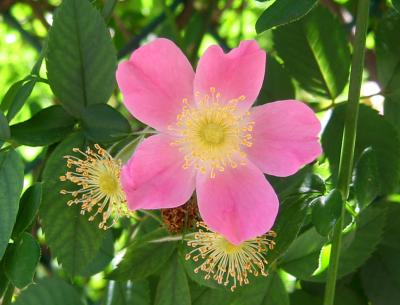 Pink Vine Rose