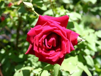 Don Juan Red Rose