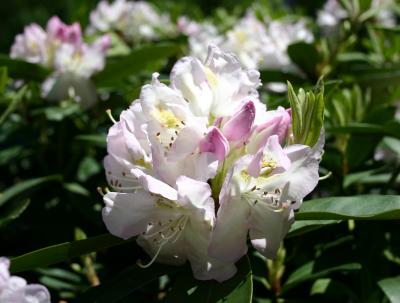White & Pink Rhododendron