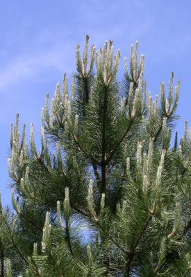 Candalabra Pine with Blue Sky LPCG