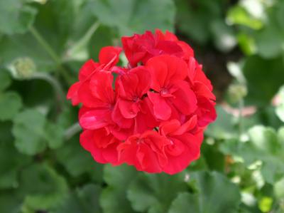 Red Geranium NYU Flower Box