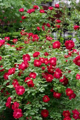 Red Rose Bush WSVG
