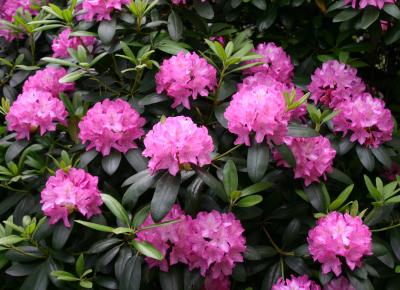 Pink Rhododendrons WSVG