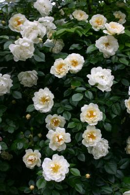 White Trelis Roses WSVG