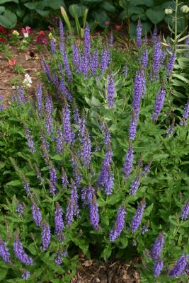 Blue Violet Salvia