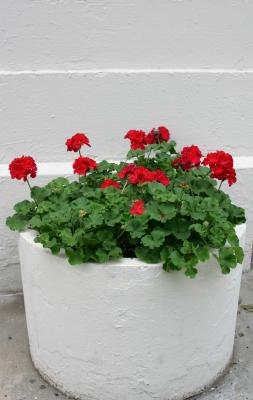 NYU Red Geranium Pot