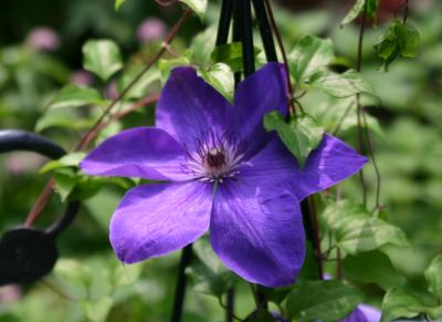 Blue Clematis