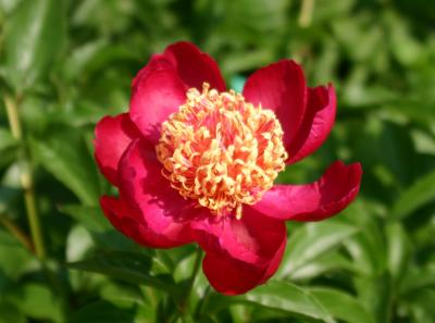 Claret Peony LPCG