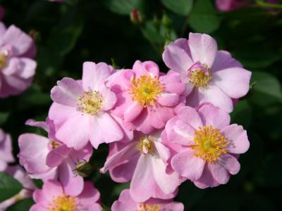 Lavender Roses