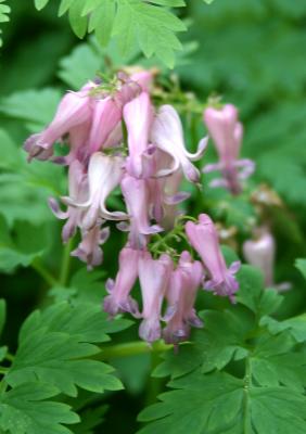 Dicentra 9th St