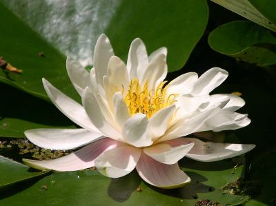 Water Lily Blossom