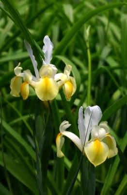 Miniature Yellow  White Irises