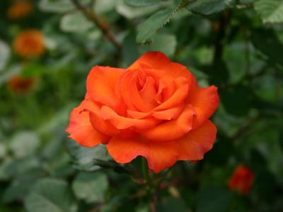 Cocoa Orange Rose