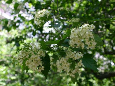 Hawthorne Tree Blossoms WSVG