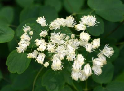 Thalictrum or Meadow Rue