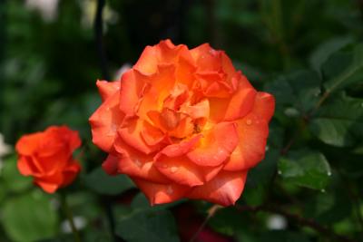 Ginger Snap Roses