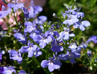  Small Blue Flower Box Flowers WSM