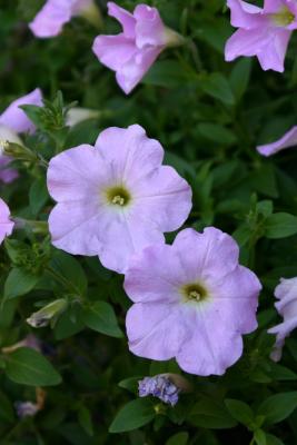 Pink Petunias in Washington Place Flower Box