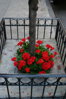 Red Geraniums on Washington Place Sidewalk