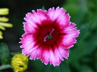 Dianthus