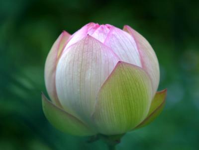 Lotus Bud