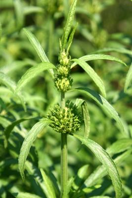 Leonotis or Lion's Ear About to Bloom LPCG