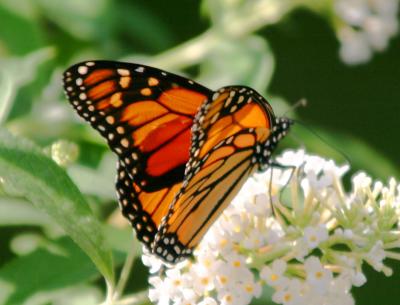 Monarch on Buddleja