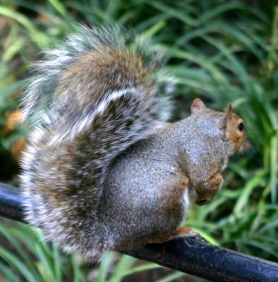 Squirrel with a Bushy Tail in Motion