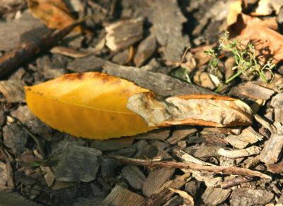 Autumn Ground