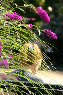 Student Behind a Curtain of Grass and Buddleja Blossoms