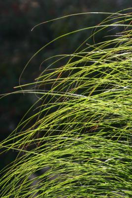 Autumn Grass