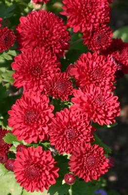 u45/hjsteed/medium/34646207.041004010ChrysanthemumsWSP.jpg