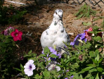 Pigeon in a Petunia Patch at Union Square Park