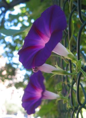 Morning Glories