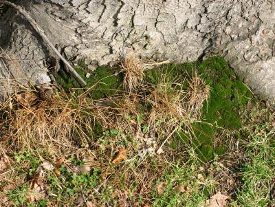 Moss & Clover at the Foot of a Poplar TreeWSVG